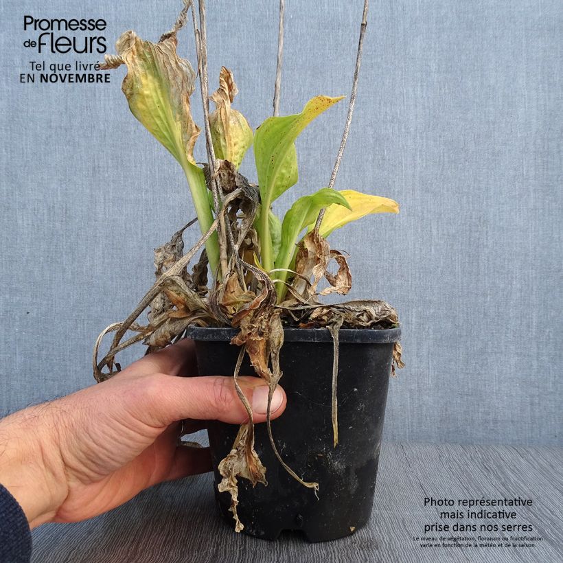 Exemplaar van Hosta Allegan Fog - Hartlelie Pot van 1,5 l/2 l zoals geleverd in de herfst