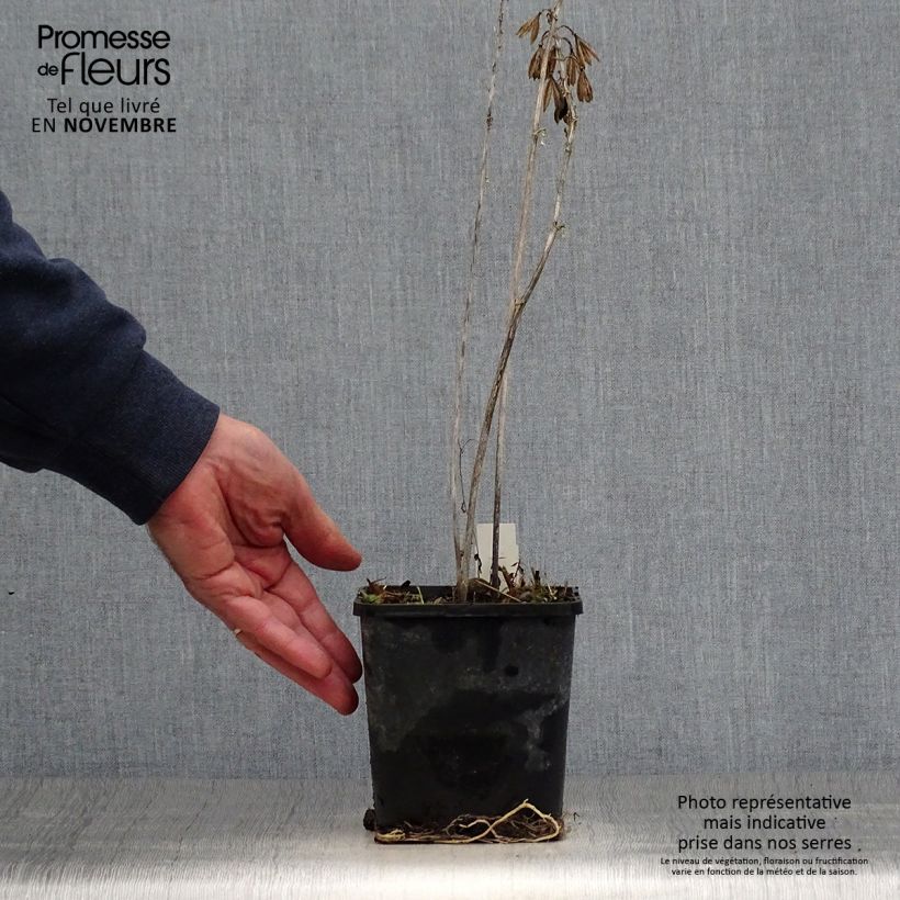 Exemplaar van Hosta Alligator Alley - Hartlelie Pot van 1,5 l/2 l zoals geleverd in de herfst