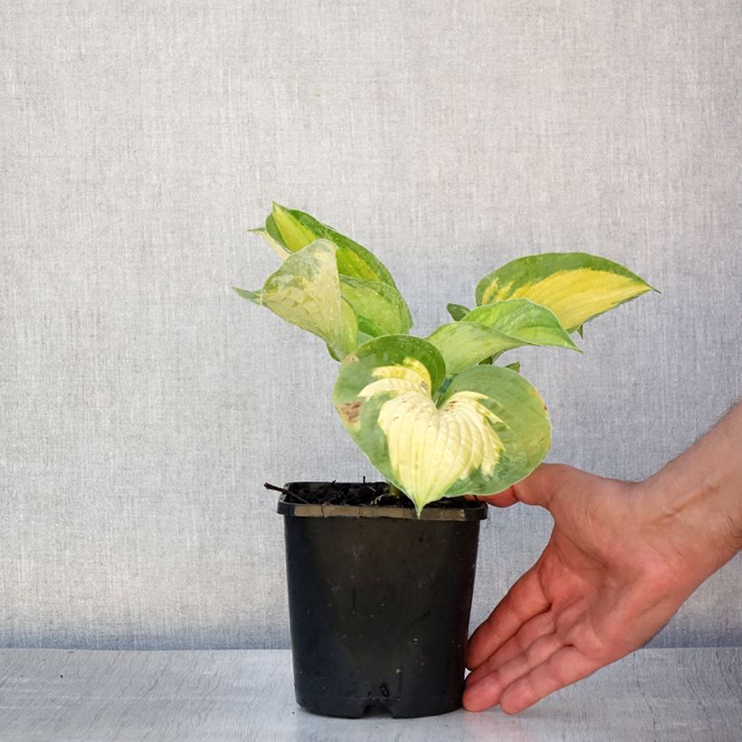Exemplaar van Hosta Alligator Alley - Hartlelie Pot van 1,5 l/2 l zoals geleverd in de zomer
