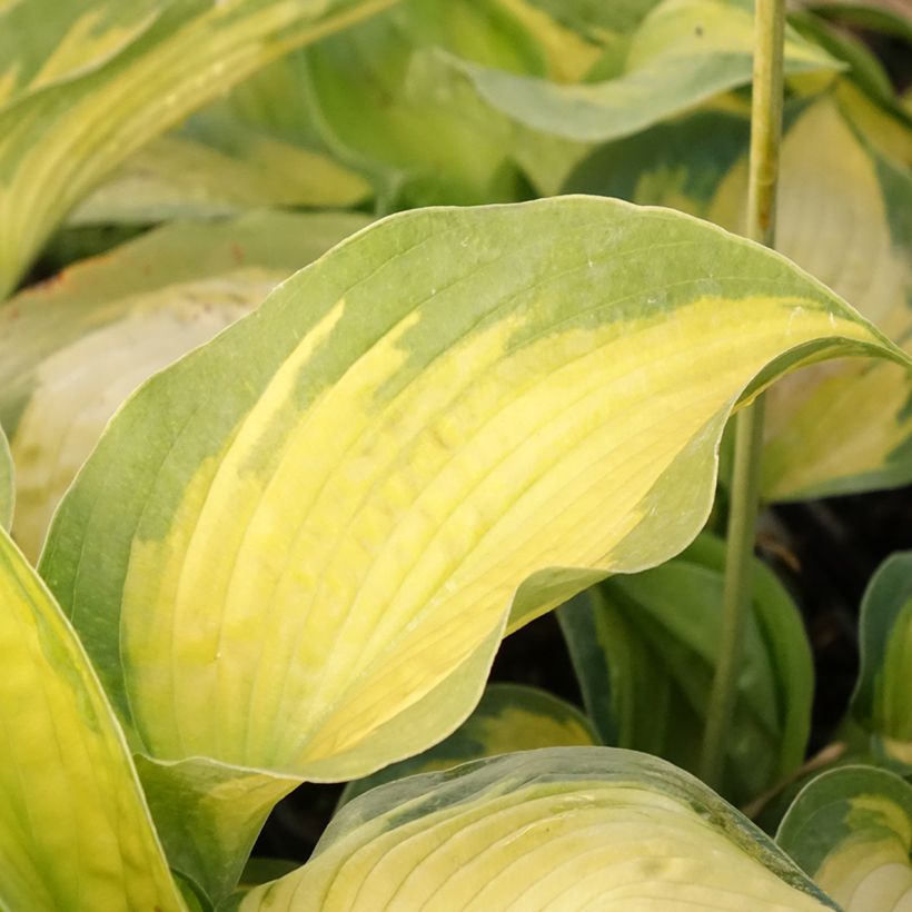 Hosta Alligator Alley - Hartlelie (Blad)