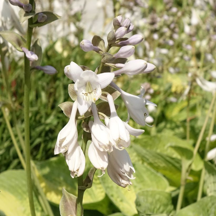 Hosta Alligator Alley - Hartlelie (Bloei)