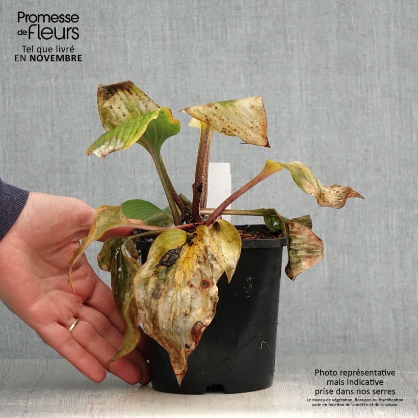 Exemplaar van Hosta Almost - Hartlelie Pot van 1,5 l/2 l zoals geleverd in de herfst