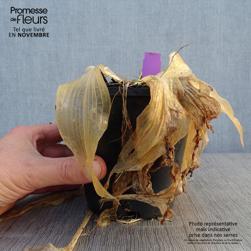 Exemplaar van Hosta Amalia - Hartlelie Pot van 1,5 l/2 l zoals geleverd in de herfst