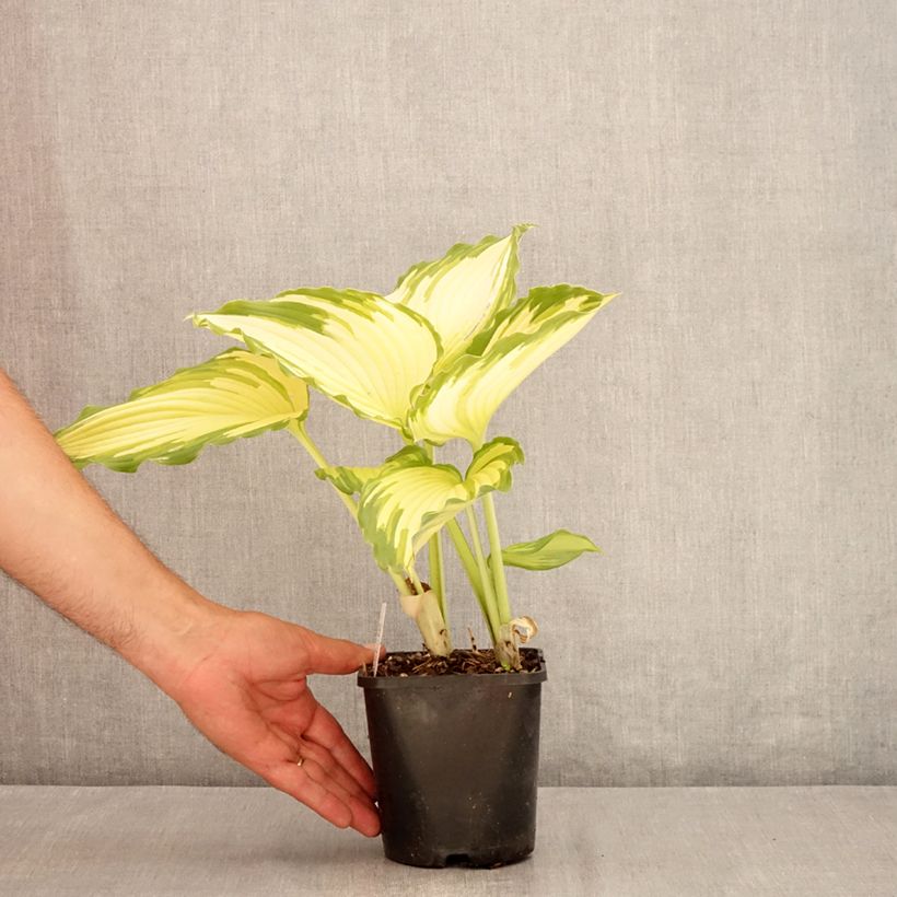 Exemplaar van Hosta Amalia - Hartlelie Pot van 1,5 l/2 l zoals geleverd in de zomer