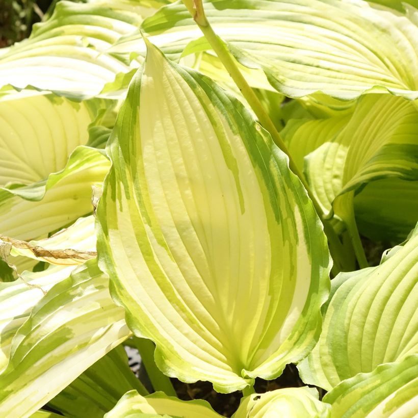 Hosta Amalia - Hartlelie (Blad)