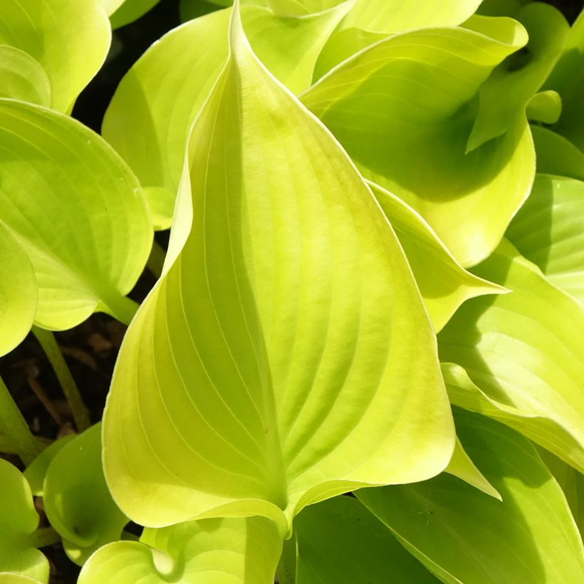 Hosta Appletini (Blad)