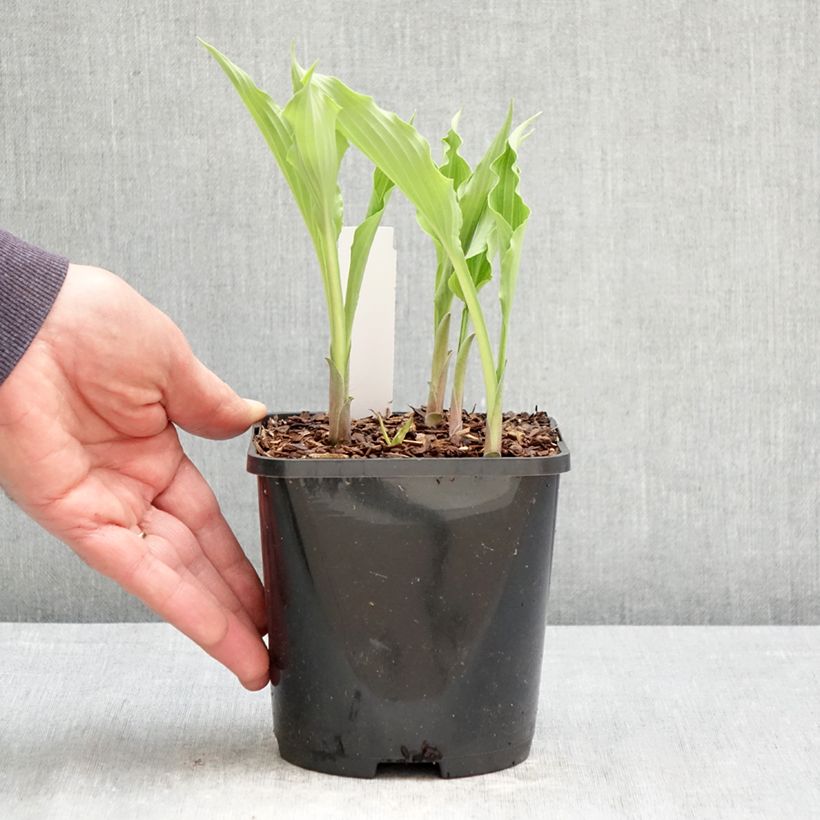 Exemplaar van Hosta Atomic Elvis Pot van 1,5 l/2 l zoals geleverd in de lente
