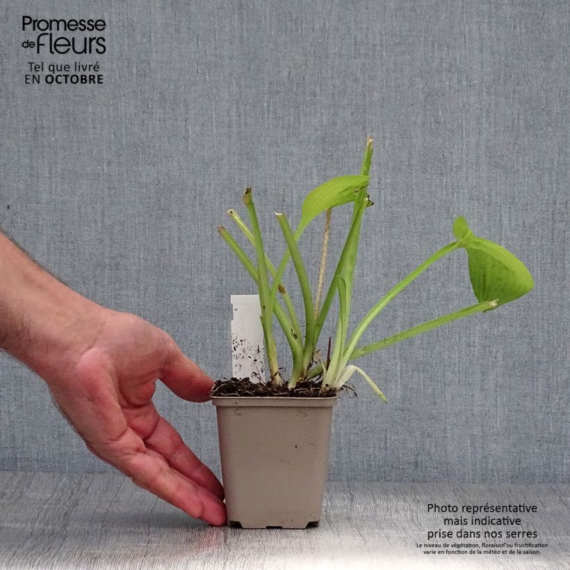 Exemplaar van Hosta August Moon - Hartlelie Kweekpotje van 8/9 cm zoals geleverd in de herfst