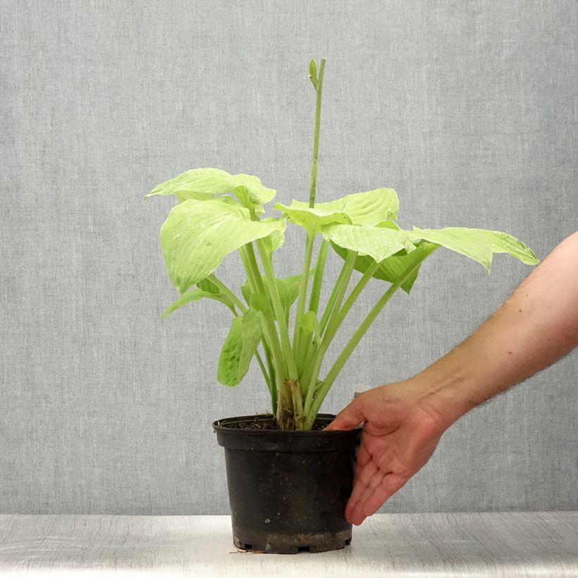 Exemplaar van Hosta August Moon - Hartlelie Pot van 2 l/3 l zoals geleverd in de zomer