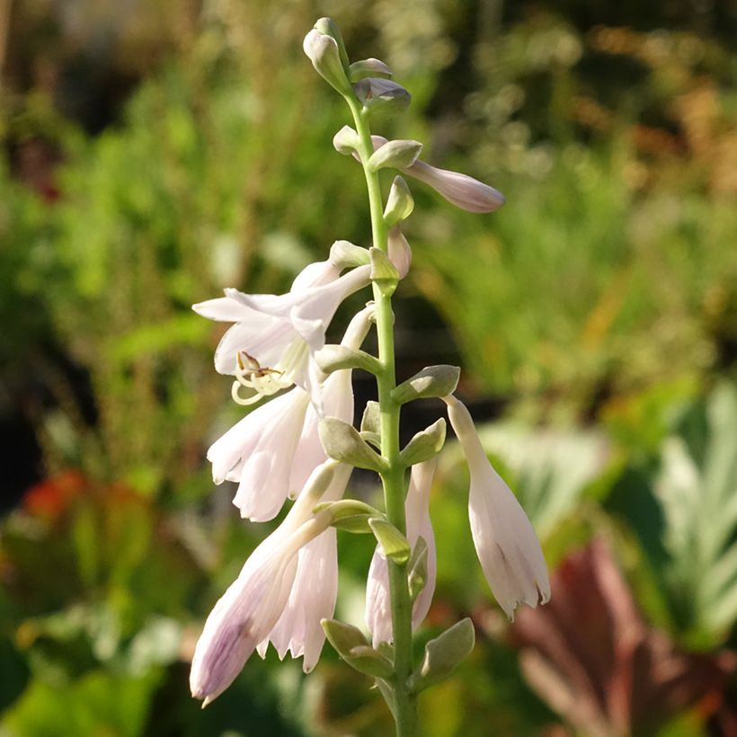 Hosta August Moon - Hartlelie (Bloei)