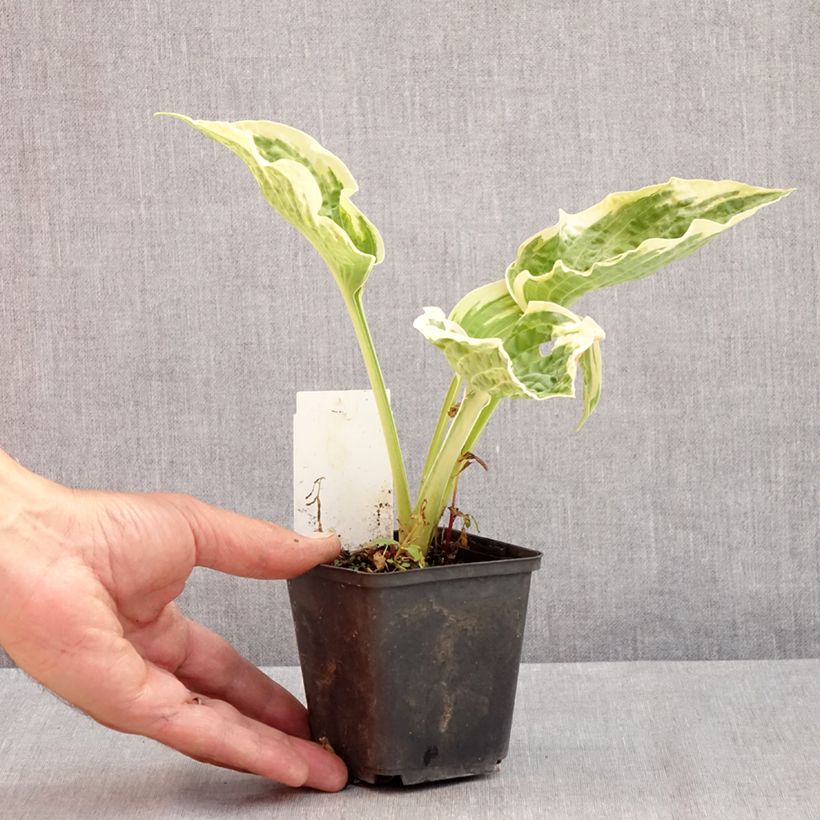 Exemplaar van Hosta Austin Dickinson - Hartlelie Kweekpotje van 8/9 cm zoals geleverd in de zomer