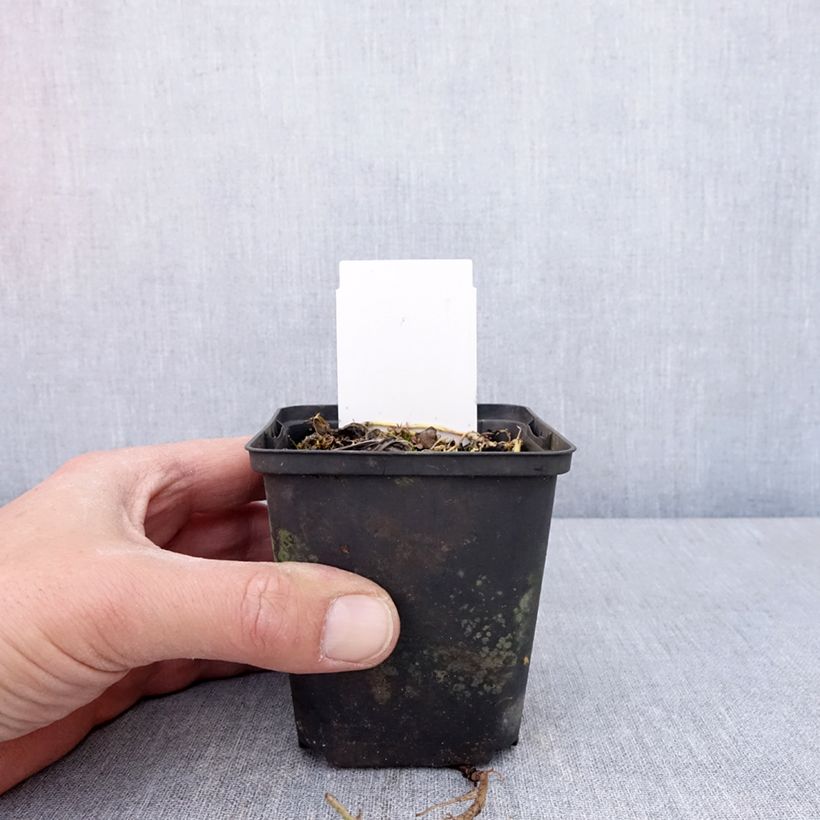 Exemplaar van Hosta Austin Dickinson - Hartlelie Kweekpotje van 8/9 cm zoals geleverd in de lente