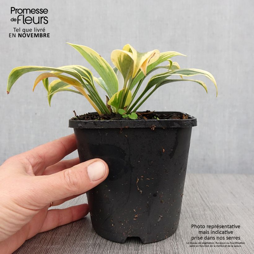 Exemplaar van Hosta Autumn Frost - Hartlelie Pot van 1,5 l/2 l zoals geleverd in de herfst