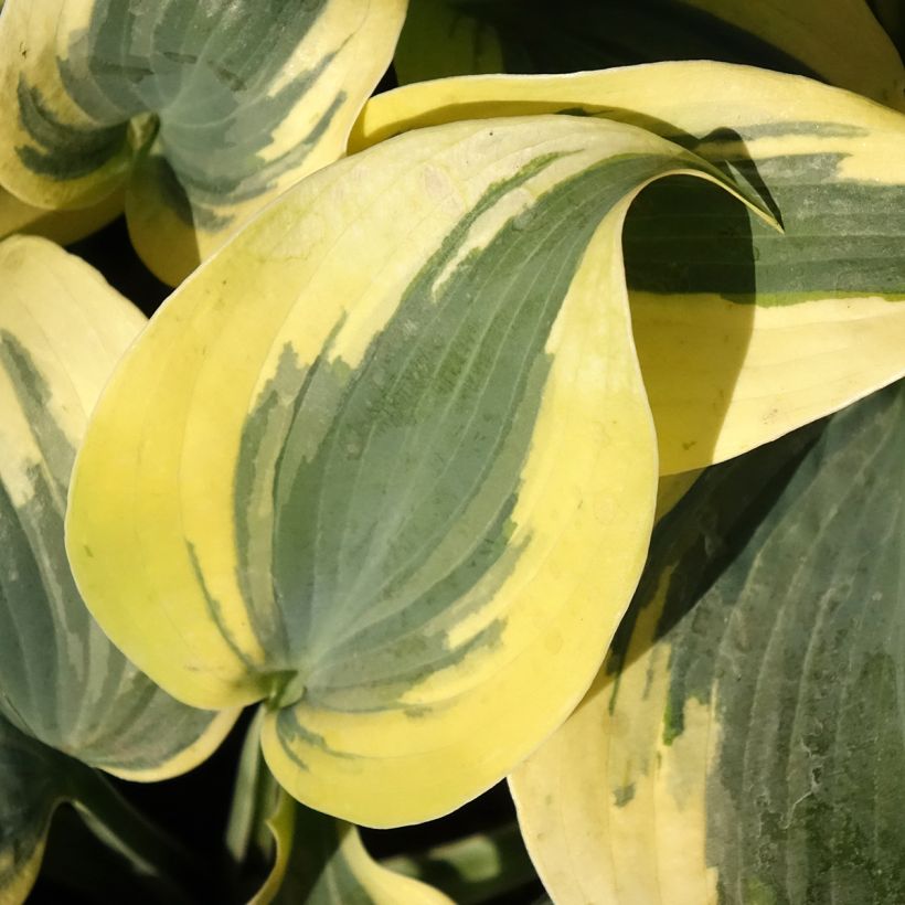 Hosta Autumn Frost - Hartlelie (Blad)