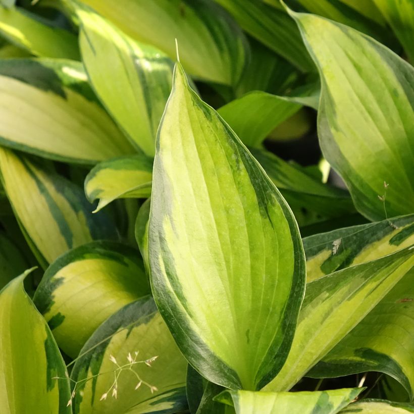 Hosta Ayesha - Hartlelie (Blad)