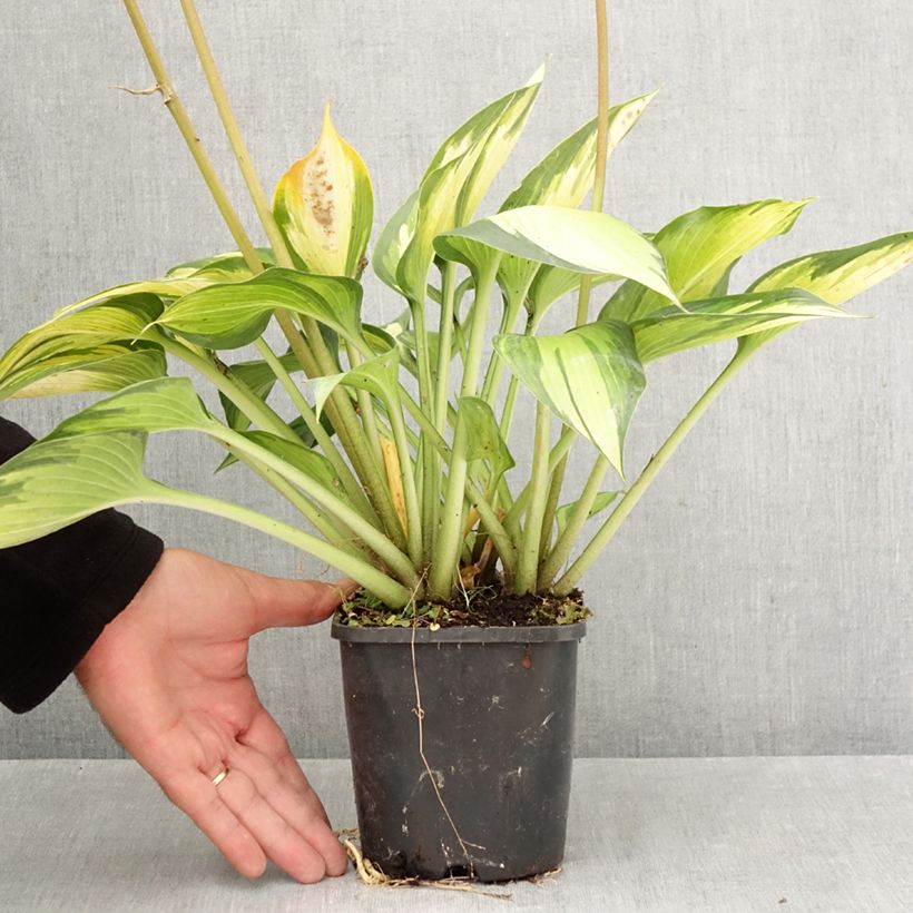 Exemplaar van Hosta Ayesha - Hartlelie Pot van 1,5 l/2 l zoals geleverd in de herfst