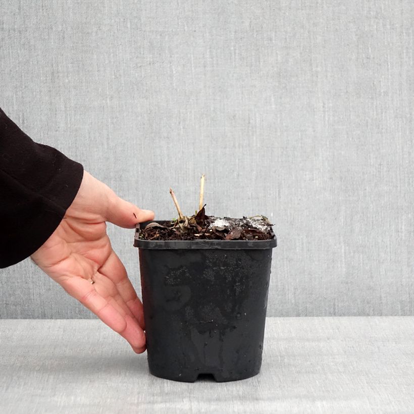 Exemplaar van Hosta Ayesha - Hartlelie Pot van 1,5 l/2 l zoals geleverd in de winter