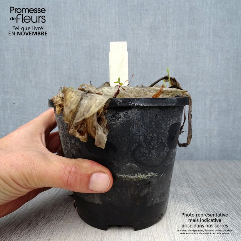 Exemplaar van Hosta Beach Boy - Hartlelie Pot van 1,5 l/2 l zoals geleverd in de herfst