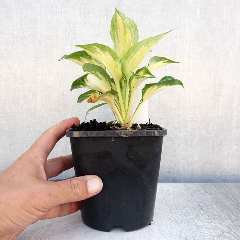 Exemplaar van Hosta Beach Boy - Hartlelie Pot van 1,5 l/2 l zoals geleverd in de zomer