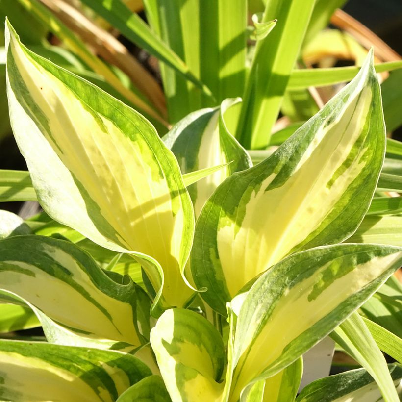 Hosta Beach Boy - Hartlelie (Blad)