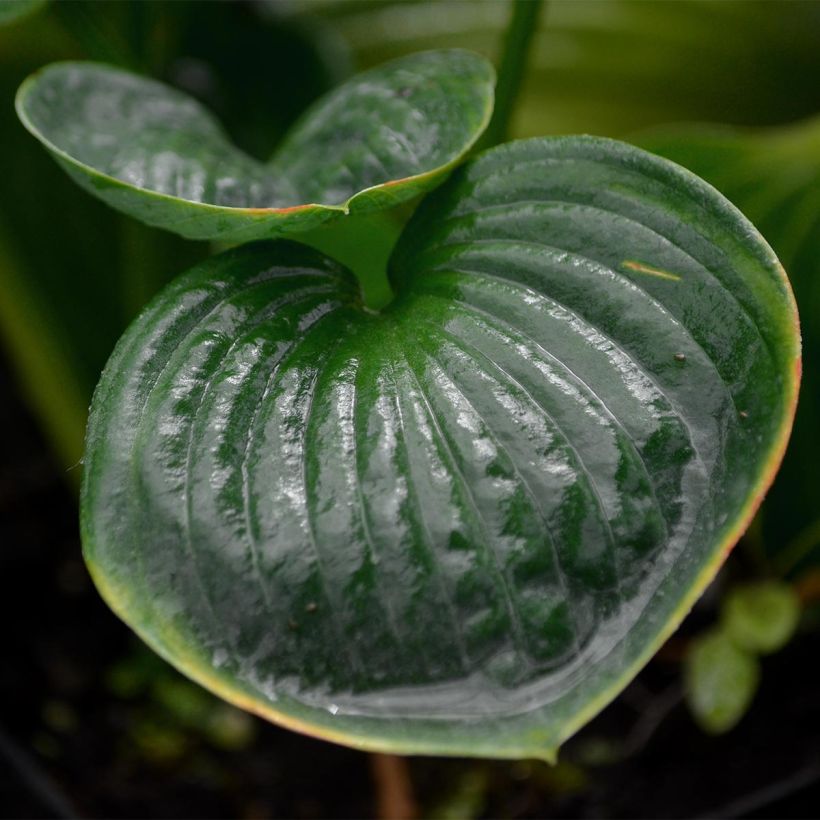 Hosta Big Daddy - Hartlelie (Foliage)