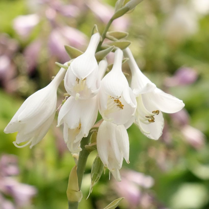Hosta Big Daddy - Hartlelie (Bloei)