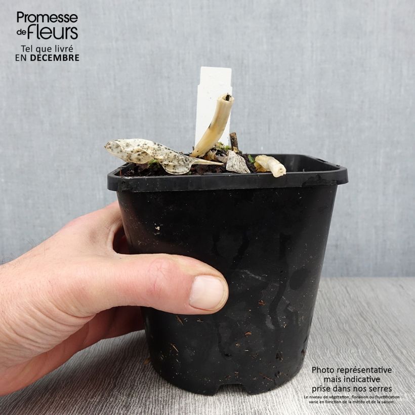 Exemplaar van Hosta Big Daddy - Hartlelie Pot van 2 l/3 l zoals geleverd in de herfst
