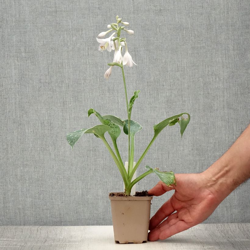 Exemplaar van Hosta Big Mama - Hartlelie Kweekpotje van 8/9 cm zoals geleverd in de zomer