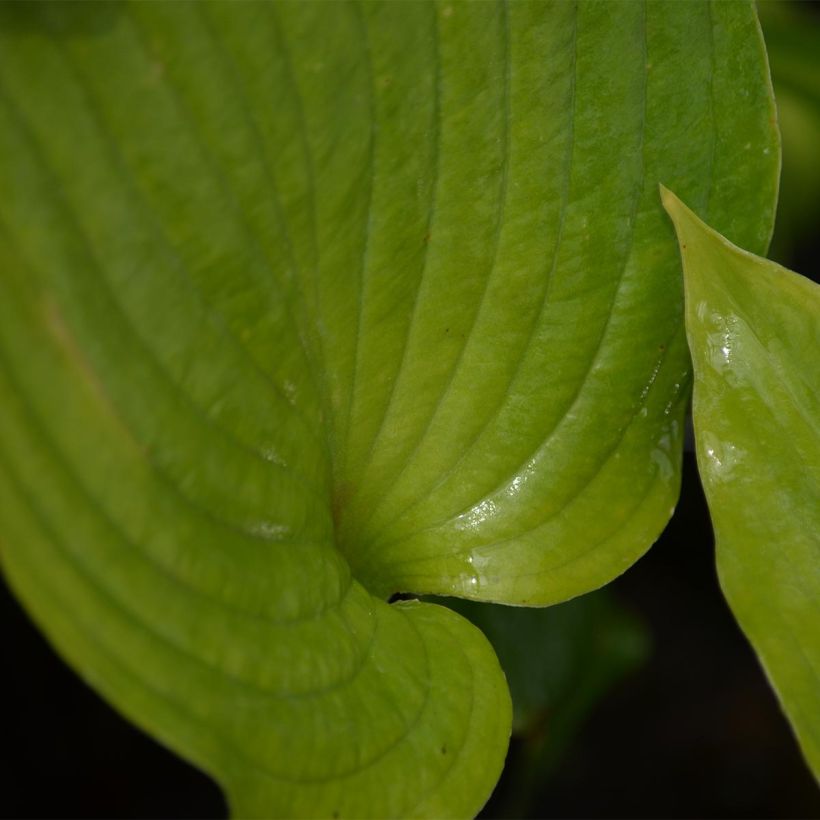 Hosta Appletini (Blad)