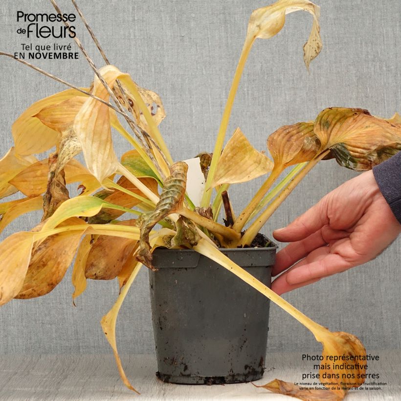 Exemplaar van Hosta Blue Angel - Hartlelie Pot van 1,5 l/2 l zoals geleverd in de herfst