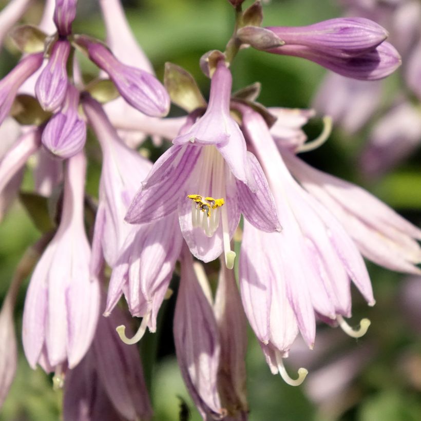 Hosta Blue Cadet - Hartlelie (Bloei)