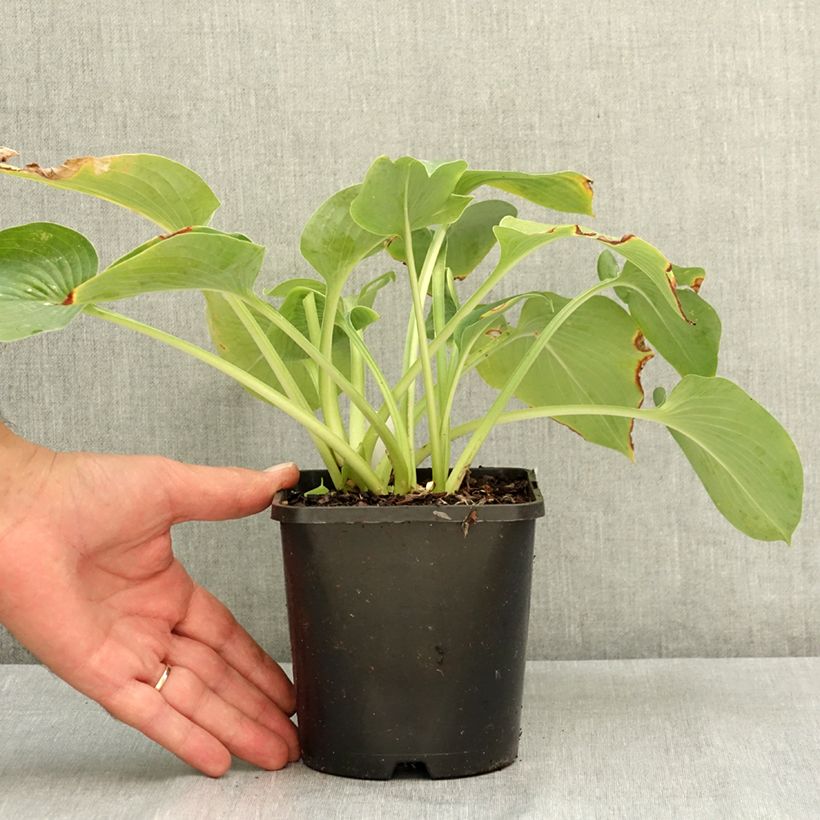 Exemplaar van Hosta Blue Cadet - Hartlelie Pot van 1,5 l/2 l zoals geleverd in de zomer