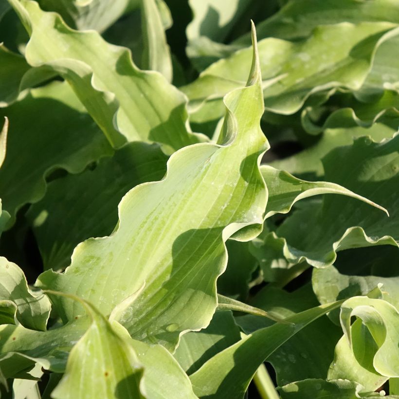Hosta Blue Cascade - Hartlelie (Blad)