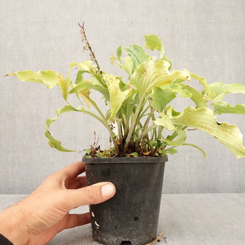 Exemplaar van Hosta Blue Cascade - Hartlelie Pot van 1,5 l/2 l zoals geleverd in de herfst