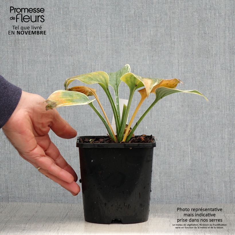 Exemplaar van Hosta Blue Flame - Hartlelie Pot van 1,5 l/2 l zoals geleverd in de herfst