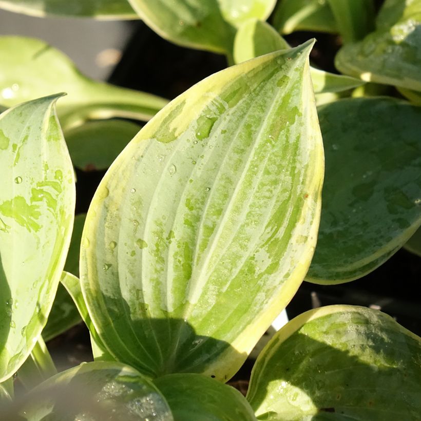 Hosta Blue Flame - Hartlelie (Blad)