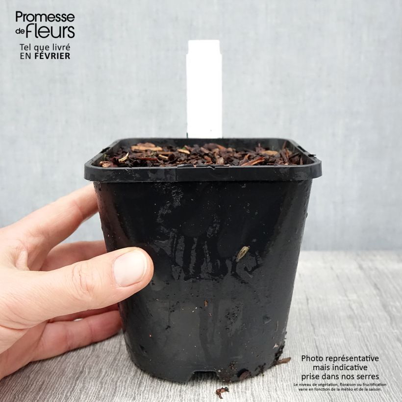 Exemplaar van Hosta Blue Ivory - Hosta moyen bleu et ivoire Pot de 1,5L/2L zoals geleverd in de winter