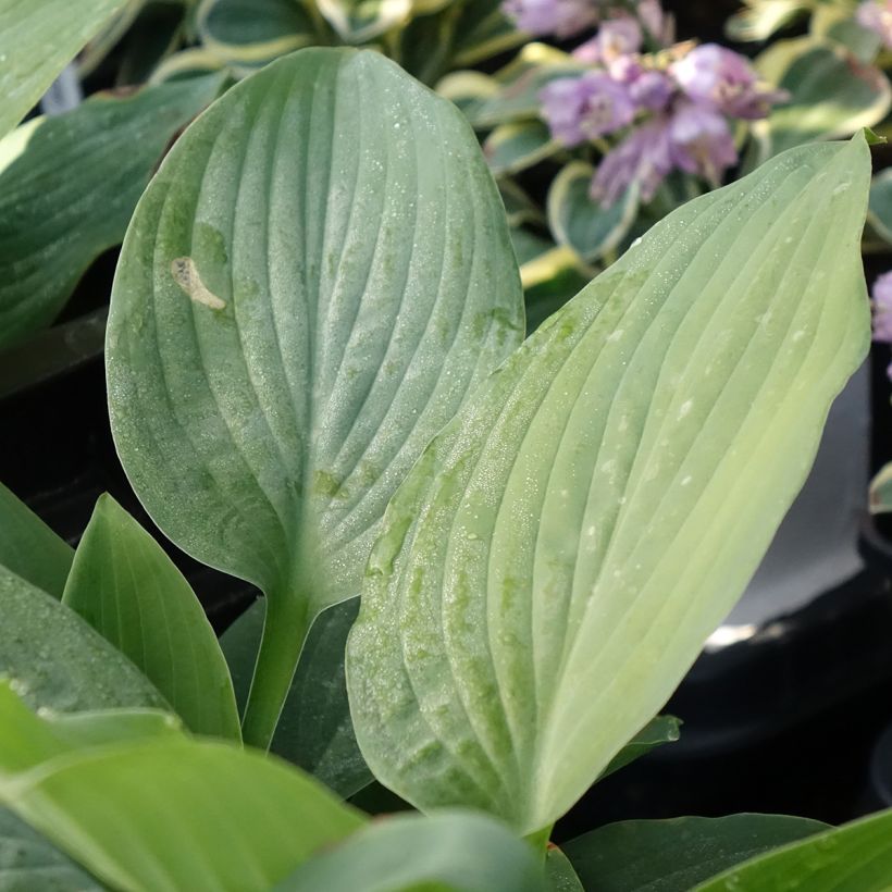 Hosta Blue Mammoth - Hartlelie (Blad)