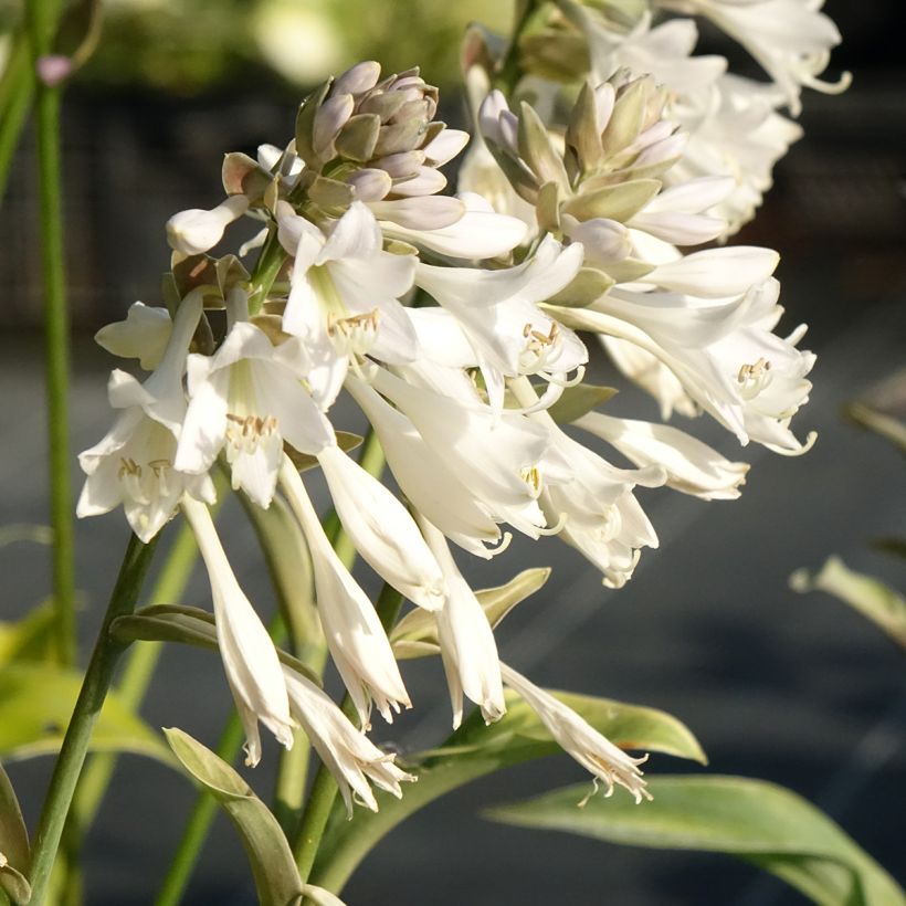 Hosta Blue Mammoth - Hartlelie (Bloei)