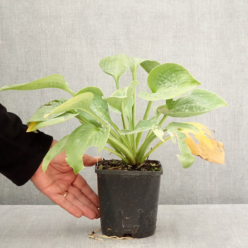 Exemplaar van Hosta Blue Mammoth - Hartlelie Pot van 1,5 l/2 l zoals geleverd in de herfst