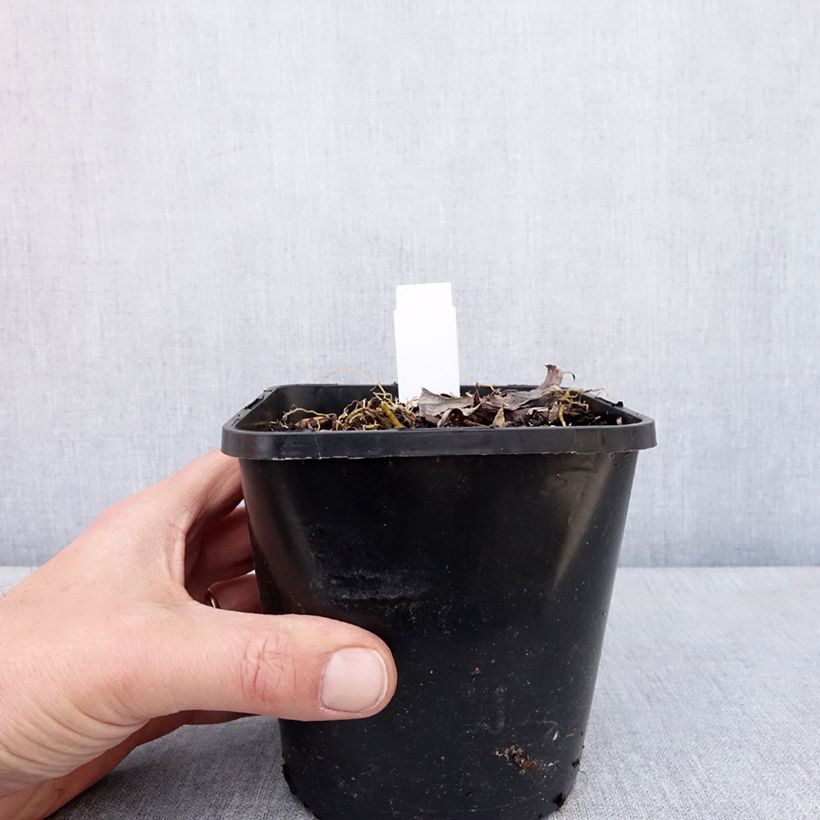 Exemplaar van Hosta Blue Mammoth - Hartlelie Pot van 1,5 l/2 l zoals geleverd in de lente