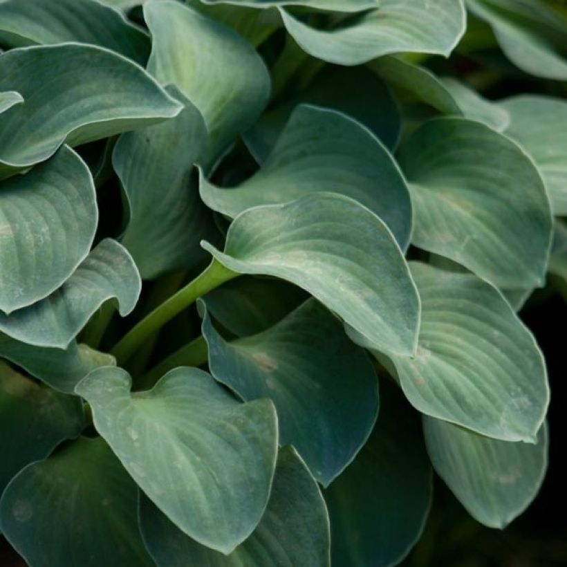 Hosta Blue Mouse Ears - Hartlelie (Foliage)