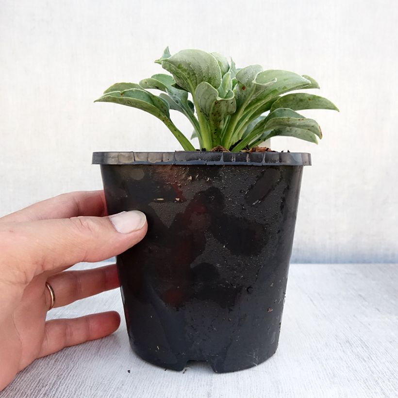 Exemplaar van Hosta Blue Mouse Ears - Hartlelie Pot van 1,5 l/2 l zoals geleverd in de zomer