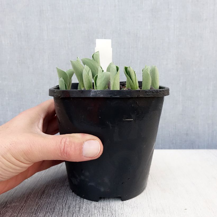 Example of Hosta Blue Mouse Ears - Hartlelie Pot van 1,5 l/2 l as you get in printemps