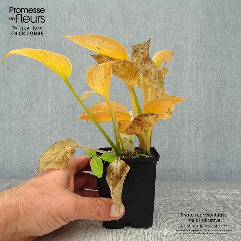 Exemplaar van Hosta Blue Umbrellas - Hartlelie Kweekpotje van 8/9 cm zoals geleverd in de herfst
