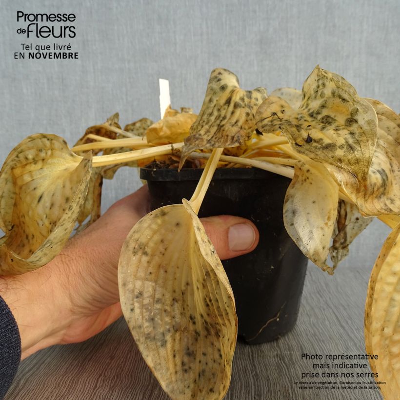 Exemplaar van Hosta Blue Vision - Hartlelie Pot van 1,5 l/2 l zoals geleverd in de herfst