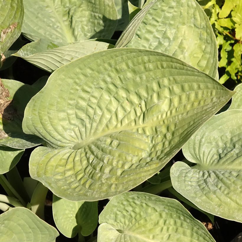 Hosta Blue Vision - Hartlelie (Blad)