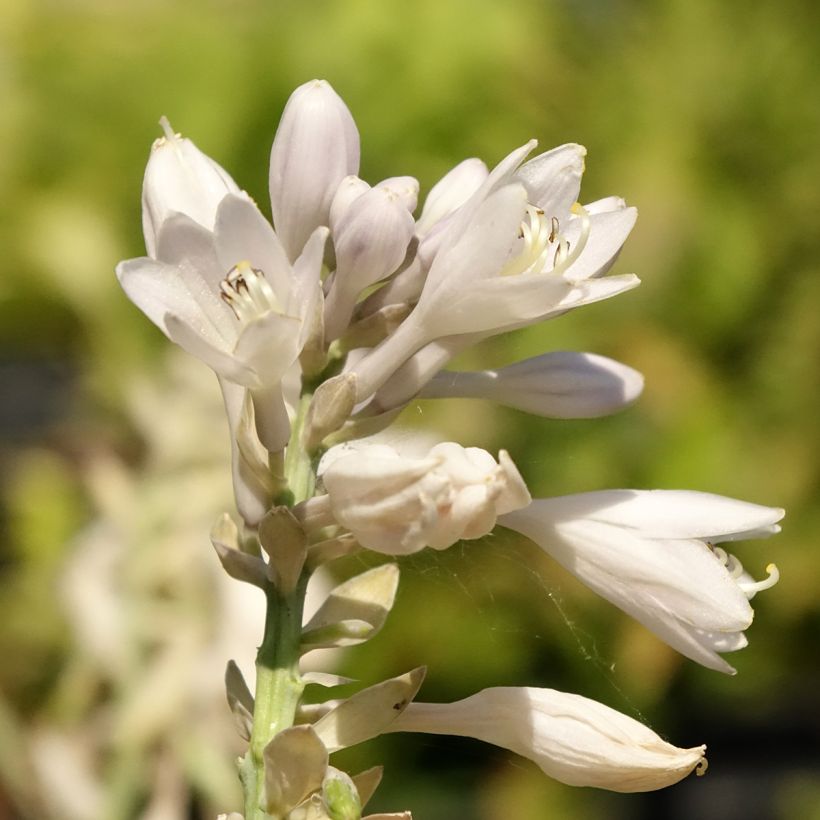 Hosta Blue Vision - Hartlelie (Bloei)