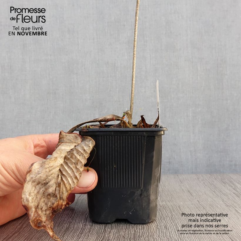 Exemplaar van Hosta Bressingham Blue - Hartlelie Kweekpotje van 8/9 cm zoals geleverd in de herfst