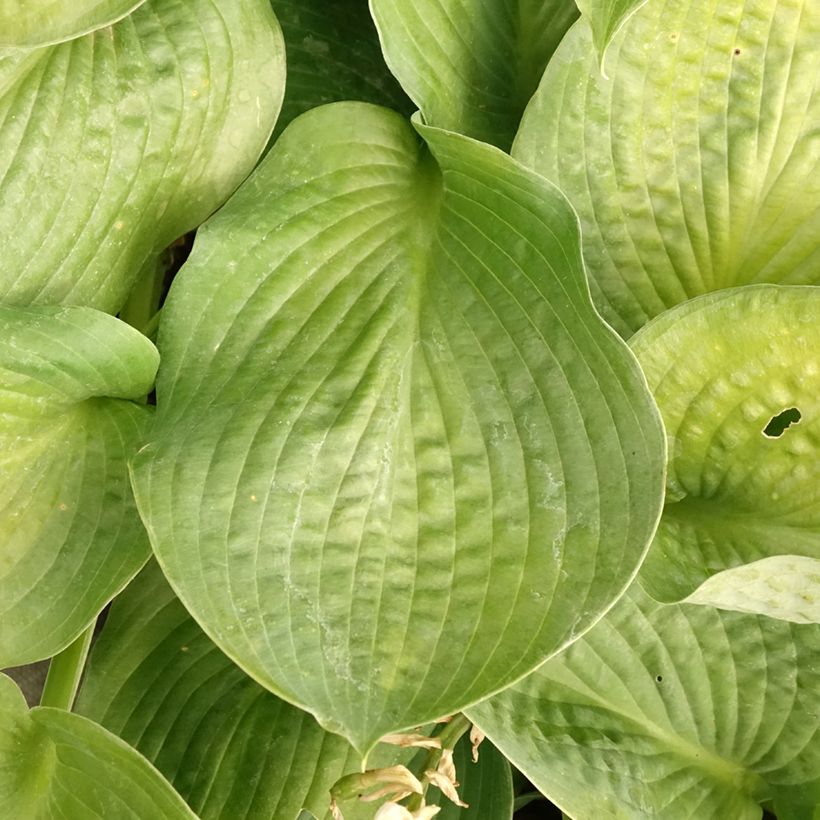 Hosta Bressingham Blue - Hartlelie (Blad)